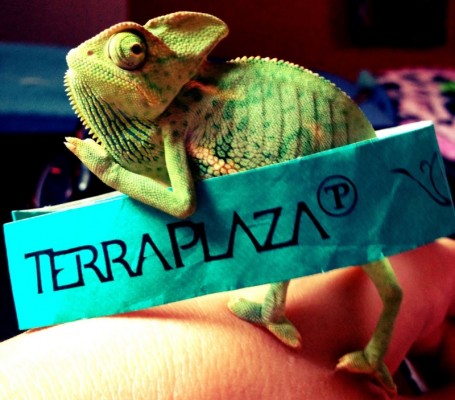 terraplaza-lurdy